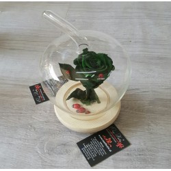 "Beauty and the Beast " Arrangament (m)
